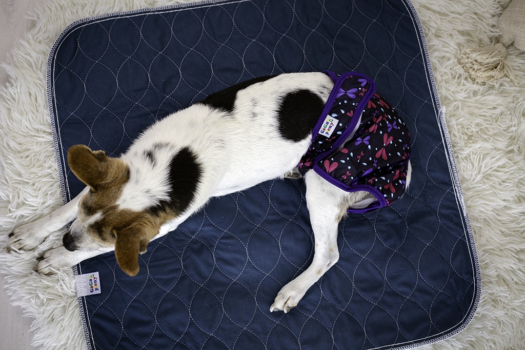 Absorpční podložka pro psy Modrá M 61x61xcm