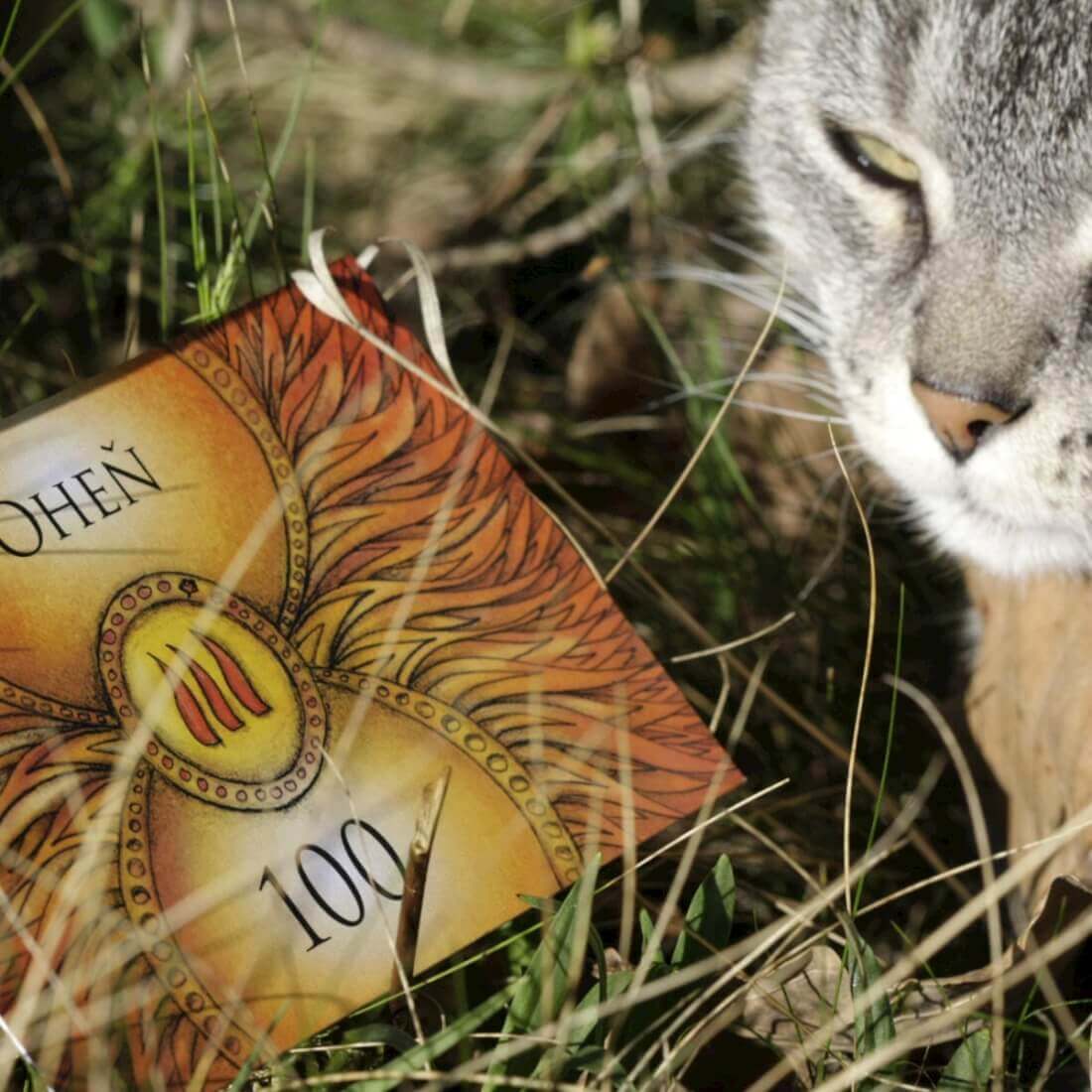 Duhová kočka Honba za pokladem