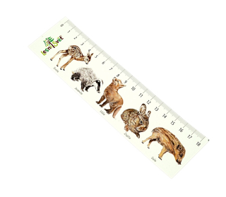 Lesní svět Papírová záložka s měřítkem Mláďata