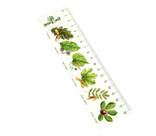 Lesní svět Papírová záložka s měřítkem Listnáče
