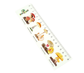 Lesní svět Papírová záložka s měřítkem Houby