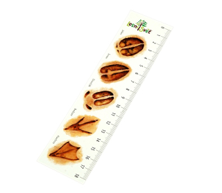 Lesní svět Papírová záložka s měřítkem Stopy