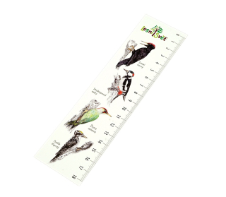 Lesní svět Papírová záložka s měřítkem Šplhavci