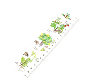 Lesní svět Papírová záložka s měřítkem Byliny