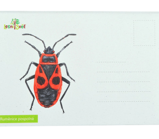 Lesní svět Puzzle do kapsy Ruměnice